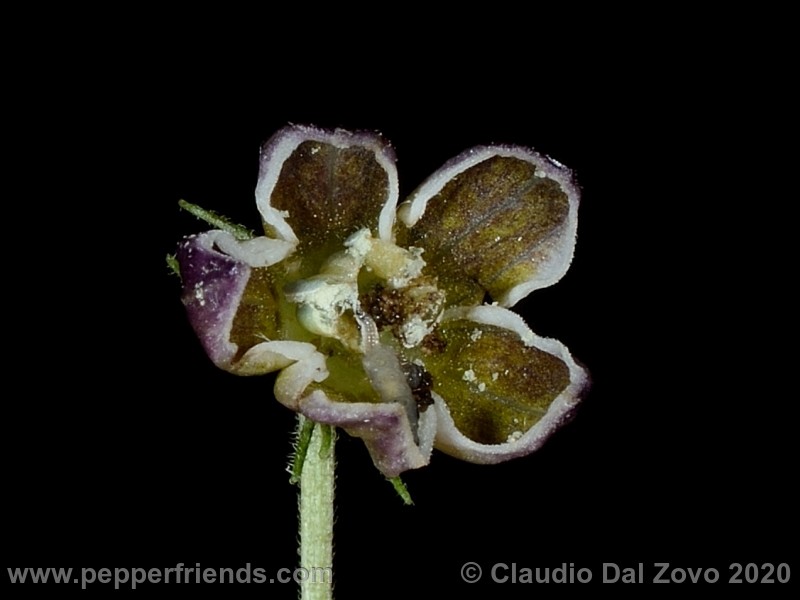 und_001_fiore_02.jpg