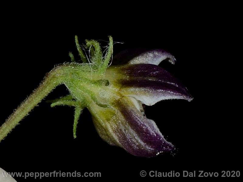 und_001_fiore_03.jpg