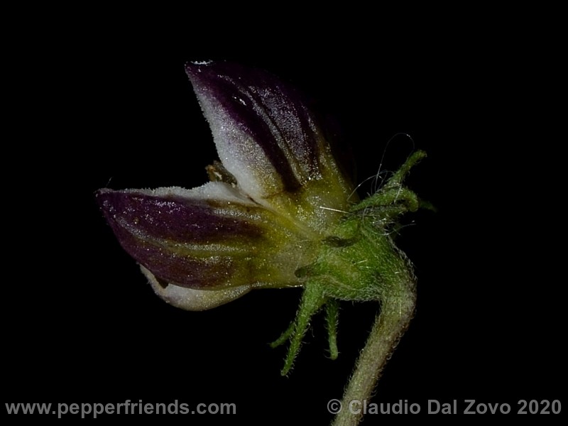 und_001_fiore_04.jpg