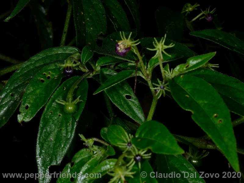 und_001_frutto_03.jpg