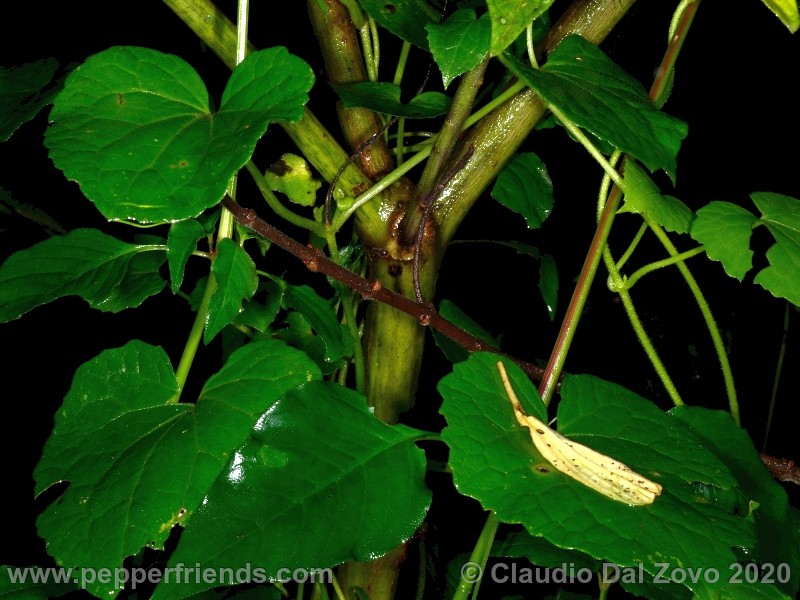 und_001_fusto_01.jpg