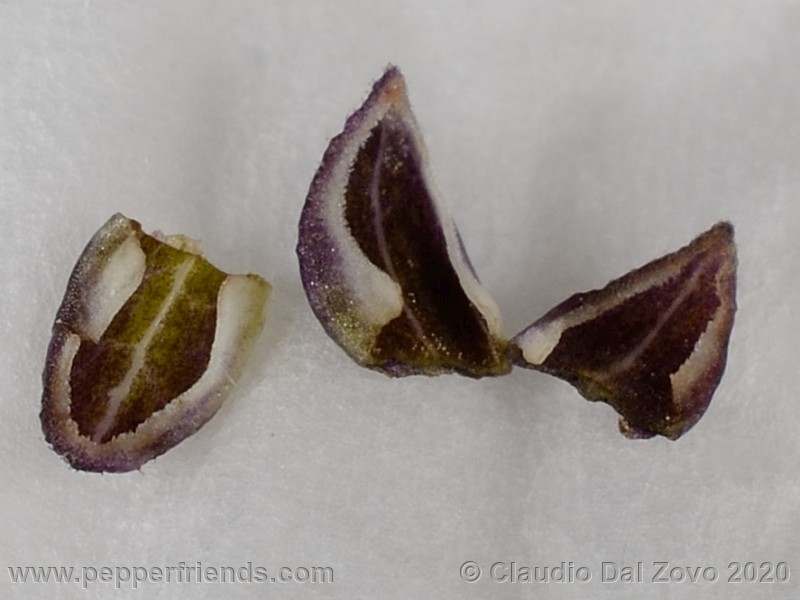 und_001_petali_01.jpg