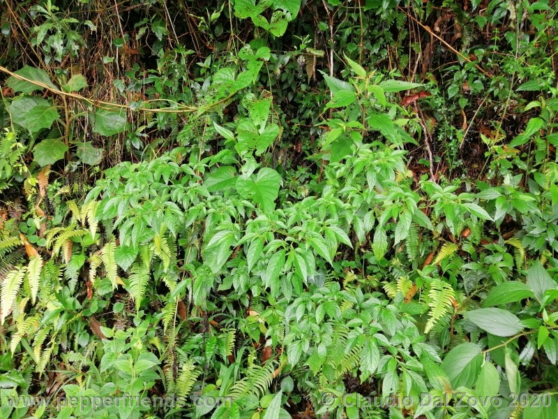 und_001_pianta_03.jpg