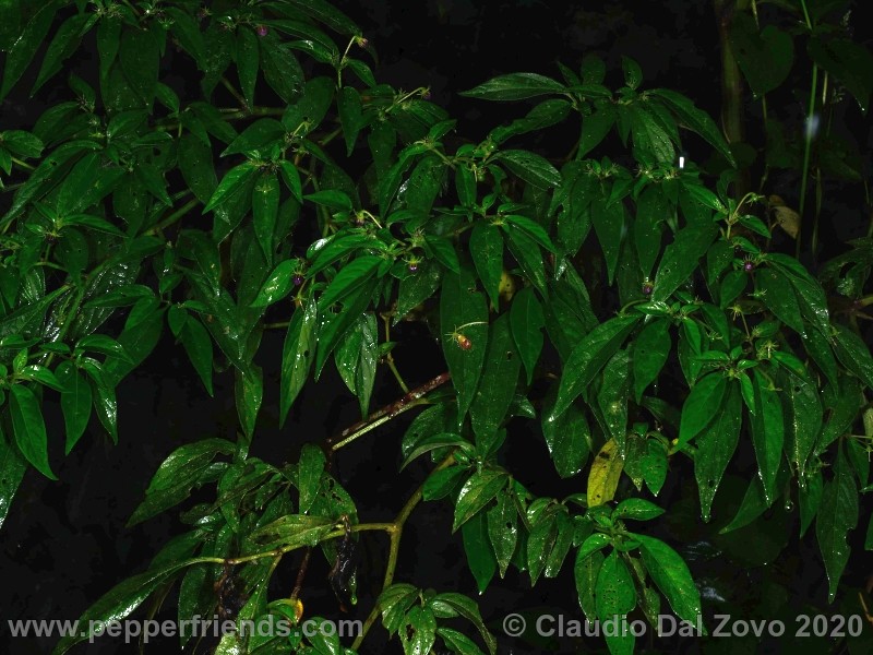 und_001_pianta_07.jpg