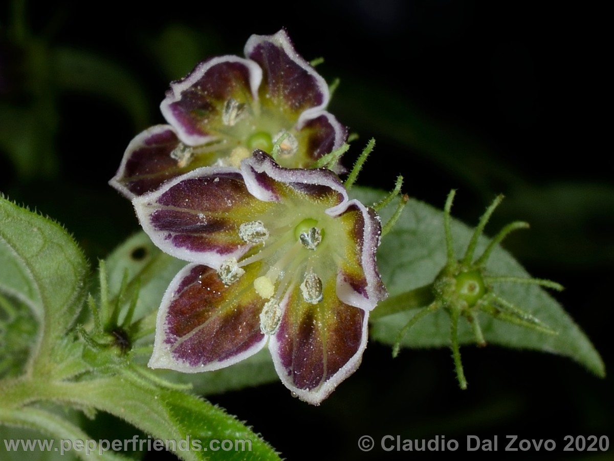 https://www.pepperfriends.org/uploads/Capsicum-sp-und/002/und_fiori-boccioli_02.jpg