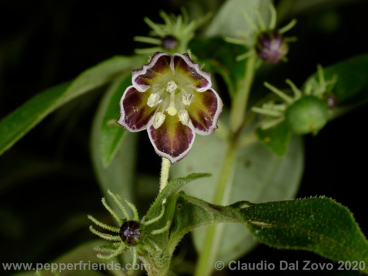 und_fiori-boccioli_03.jpg