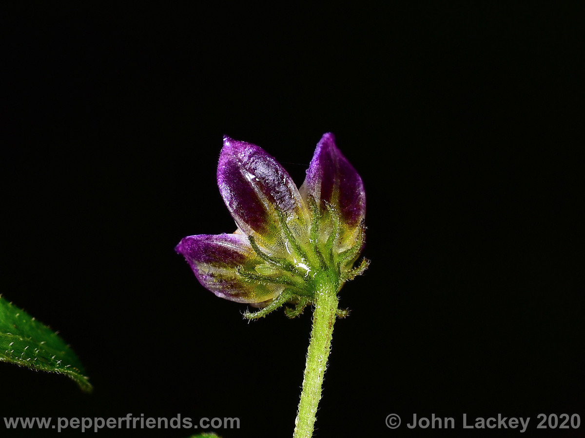DSC_1066.JPG.a9ad38db92a5dff18edef0f95bbbd8eb.JPG