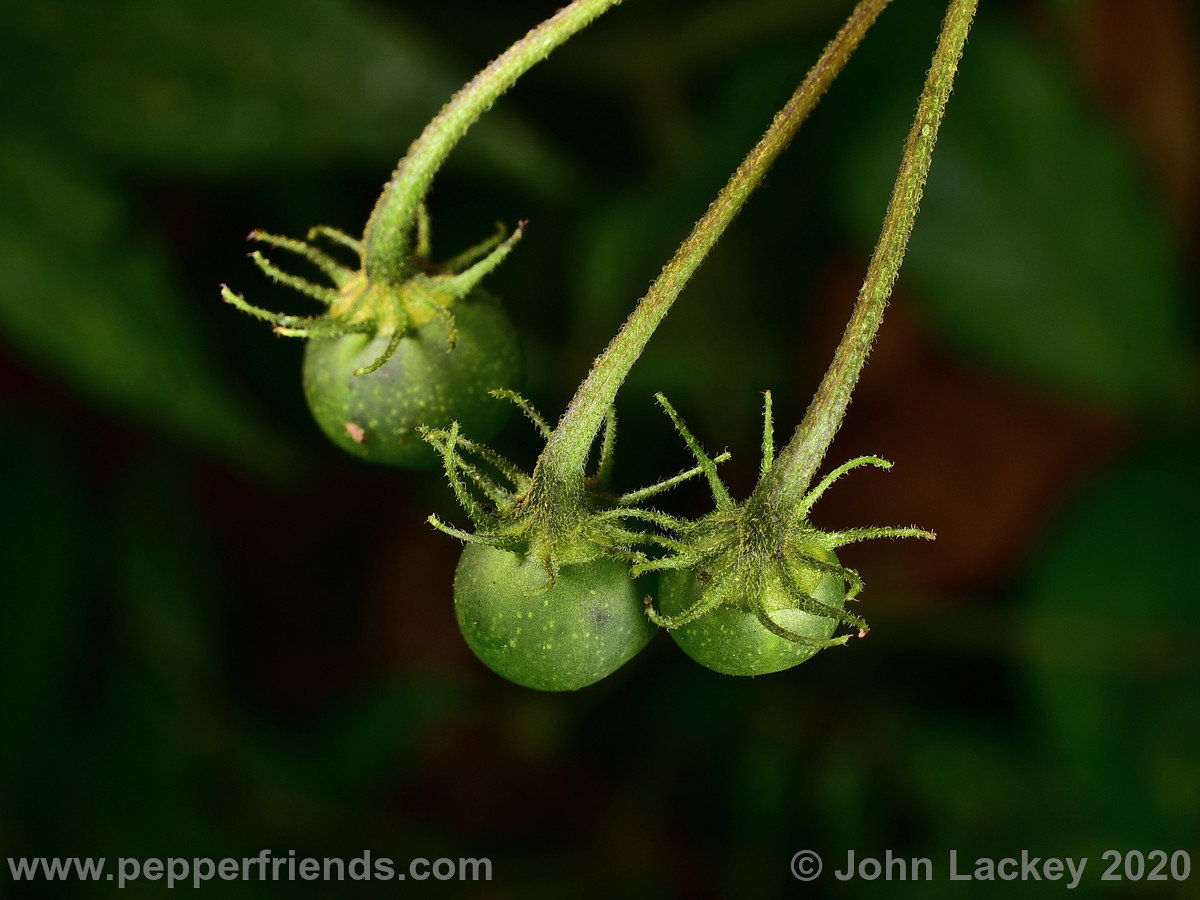 DSC_1085.JPG.6767f74bd8727067cfcc7b67bf668773.JPG