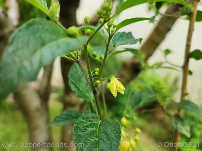 Capsicum-tovarii_003_fiore_01.jpg