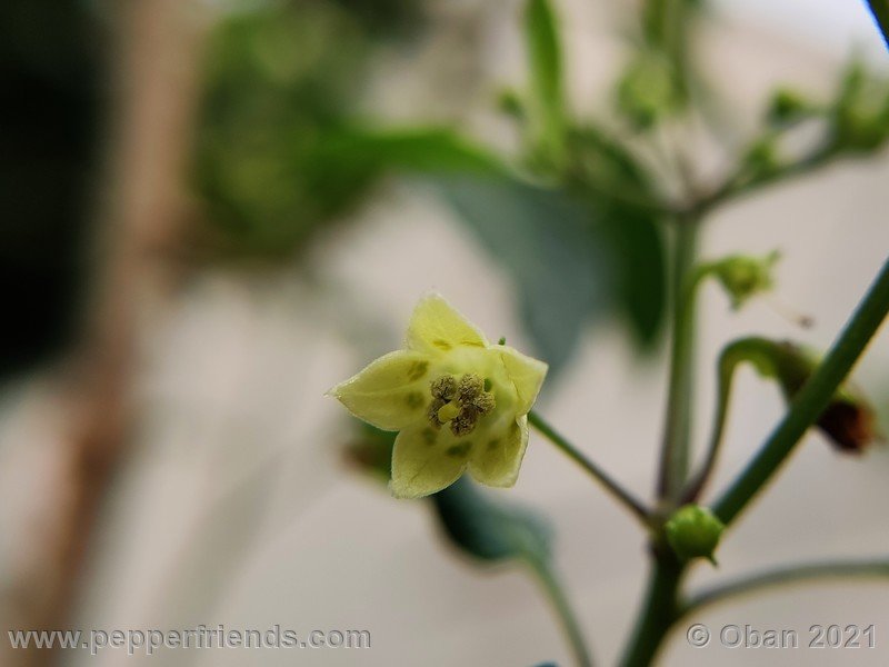 Capsicum-tovarii_003_fiore_02.jpg
