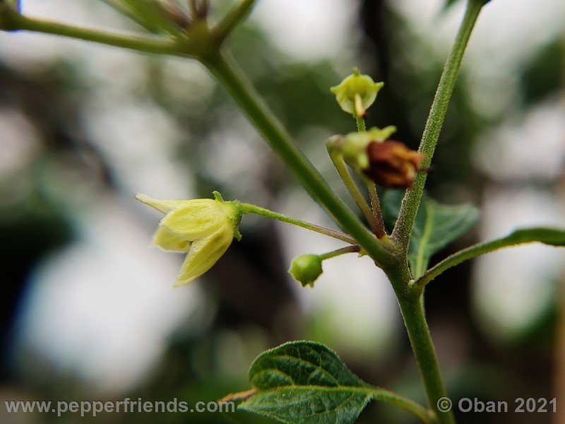 Capsicum-tovarii_003_fiore_03.jpg