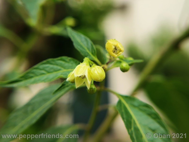 Capsicum-tovarii_003_fiore_04.jpg