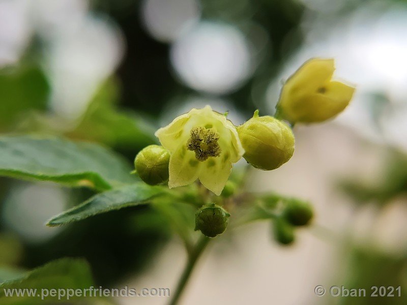 Capsicum-tovarii_003_fiore_05.jpg