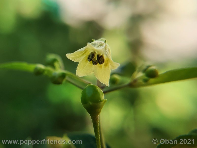 Capsicum-tovarii_003_fiore_06.jpg