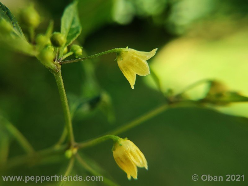 Capsicum-tovarii_003_fiore_07.jpg