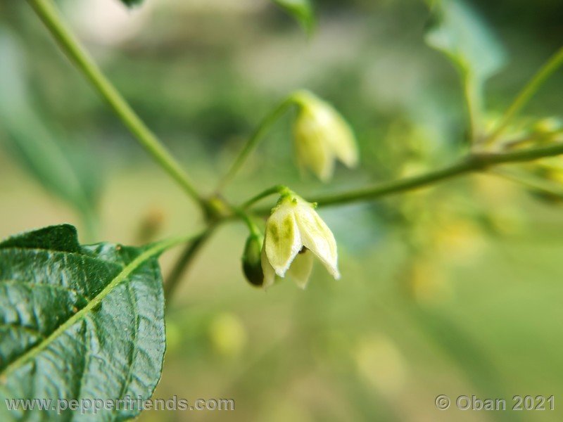 Capsicum-tovarii_003_fiore_08.jpg
