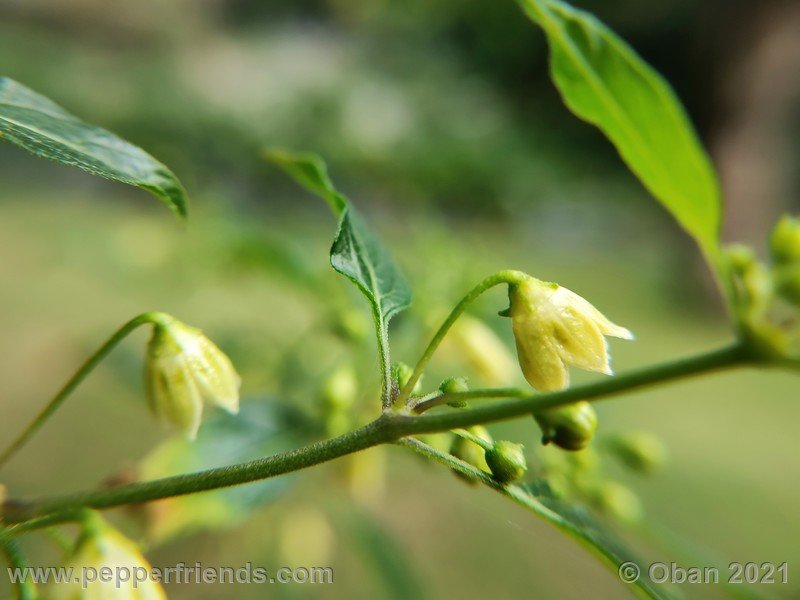 Capsicum-tovarii_003_fiore_09.jpg
