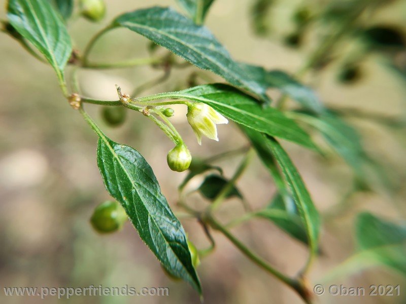 Capsicum-tovarii_003_fiore_10.jpg