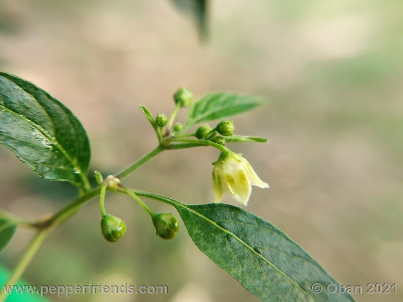 Capsicum-tovarii_003_fiore_11.jpg