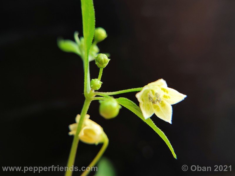 Capsicum-tovarii_003_fiore_12.jpg