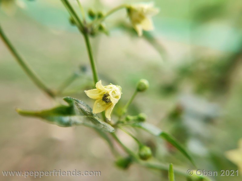 Capsicum-tovarii_003_fiore_13.jpg