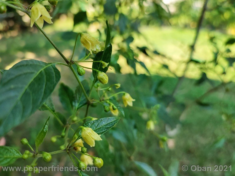 Capsicum-tovarii_003_fiore_14.jpg
