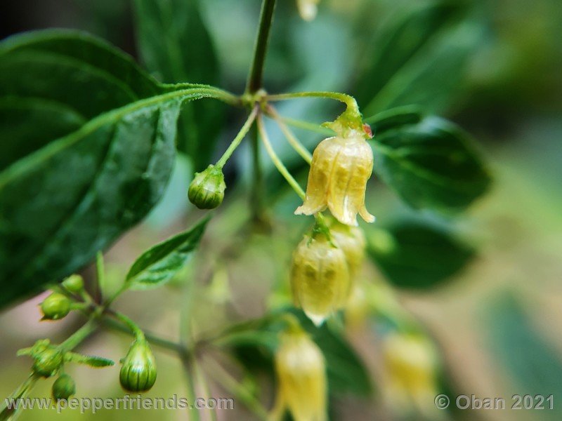 Capsicum-tovarii_003_fiore_15.jpg