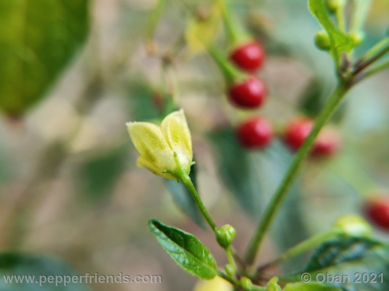 Capsicum-tovarii_003_fiore_16.jpg