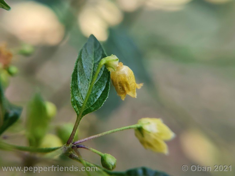 Capsicum-tovarii_003_fiore_17.jpg