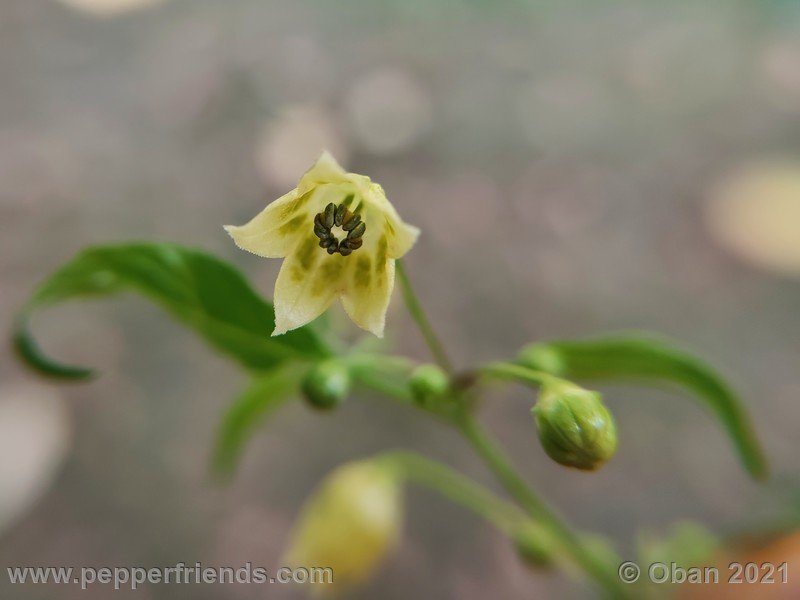 Capsicum-tovarii_003_fiore_18.jpg
