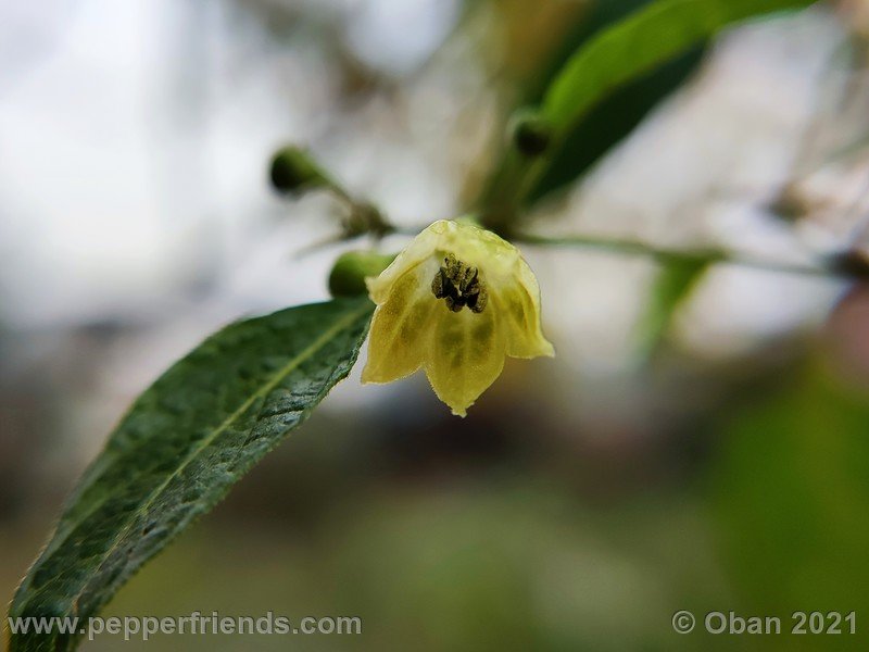 Capsicum-tovarii_003_fiore_19.jpg