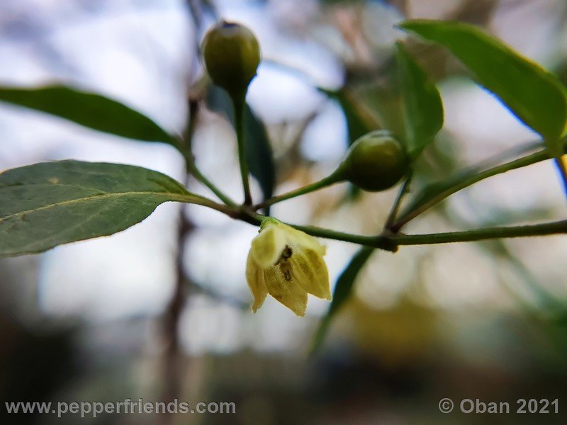 Capsicum-tovarii_003_fiore_20.jpg