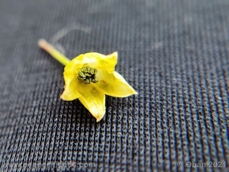 Capsicum-tovarii_003_fiore_21.jpg