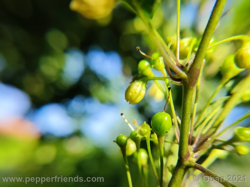 Capsicum-tovarii_003_frutto_01.jpg
