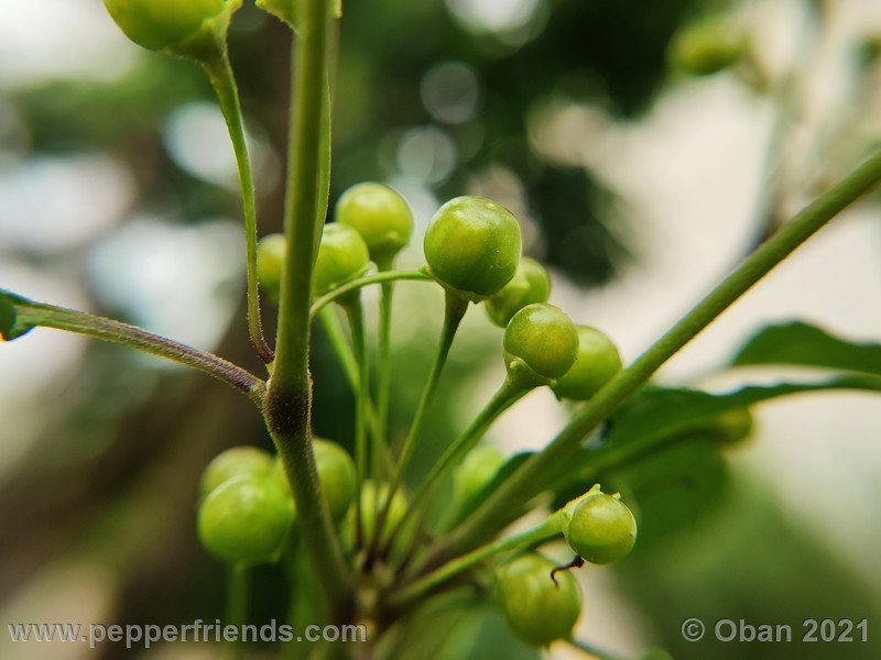 Capsicum-tovarii_003_frutto_02.jpg