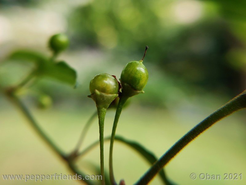 Capsicum-tovarii_003_frutto_04.jpg