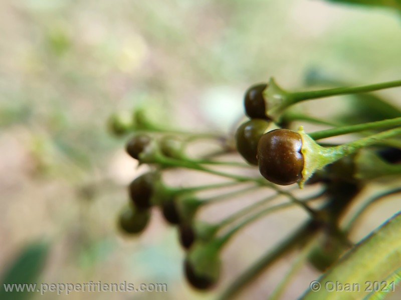 Capsicum-tovarii_003_frutto_05.jpg