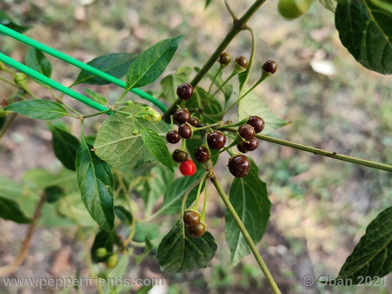 Capsicum-tovarii_003_frutto_06.jpg