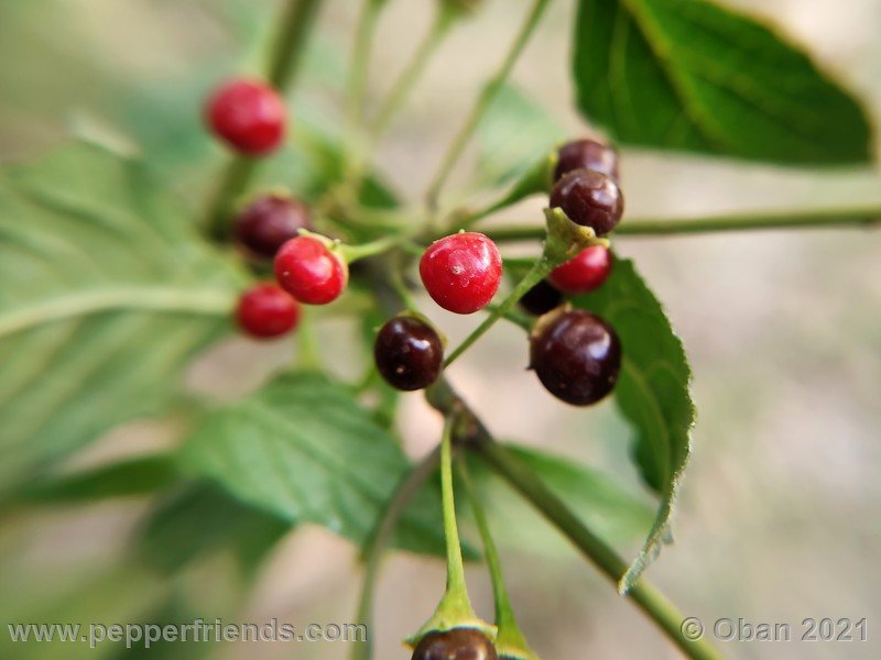 Capsicum-tovarii_003_frutto_07.jpg