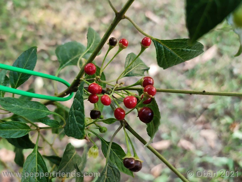 Capsicum-tovarii_003_frutto_08.jpg