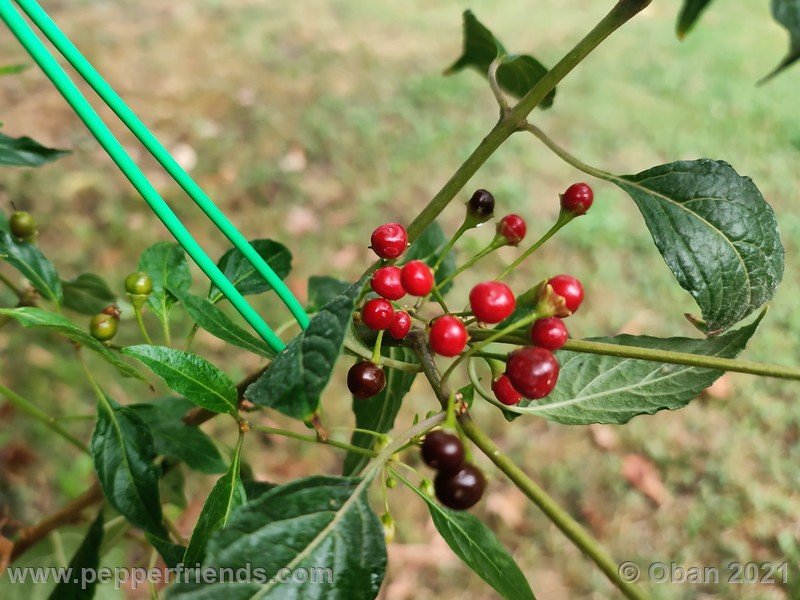 Capsicum-tovarii_003_frutto_09.jpg