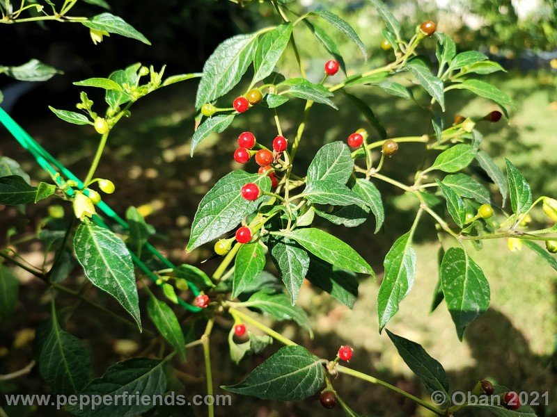 Capsicum-tovarii_003_frutto_10.jpg