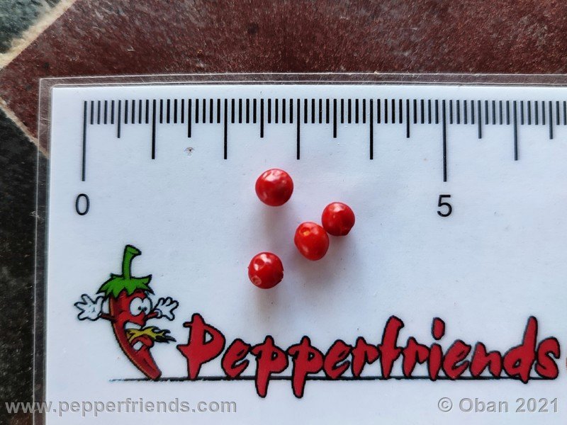 Capsicum-tovarii_003_frutto_11.jpg