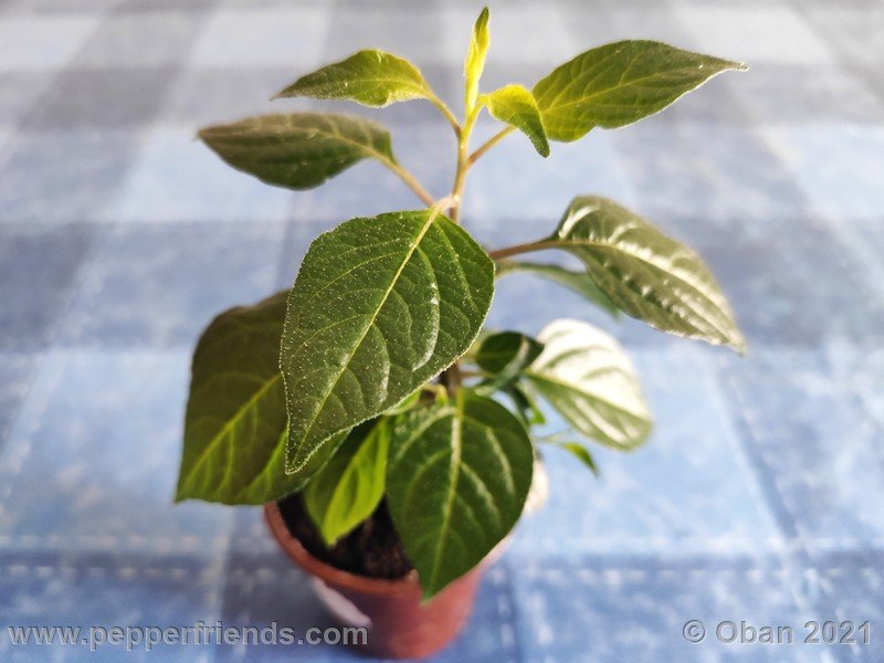 Capsicum-tovarii_003_pianta_01.jpg