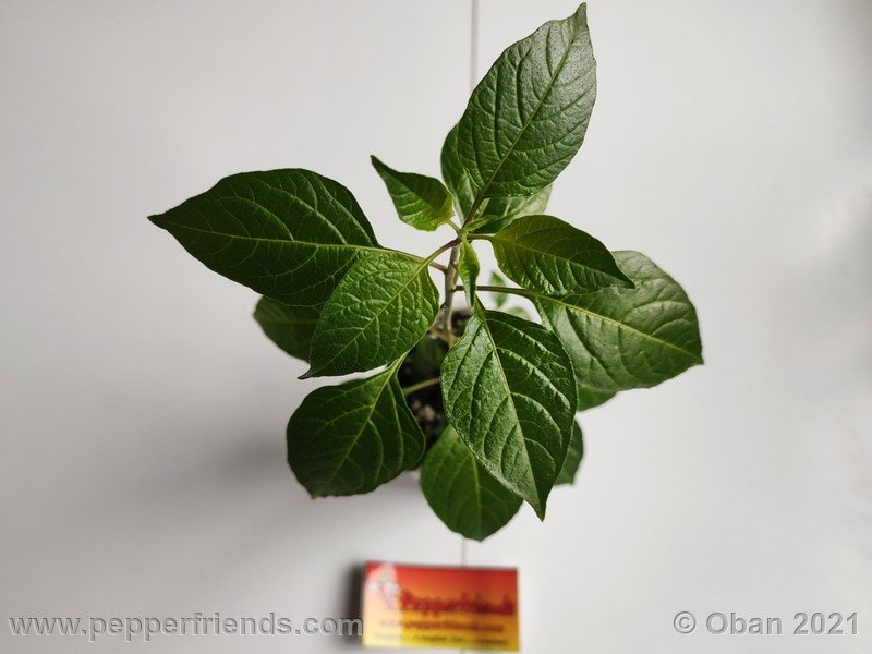 Capsicum-tovarii_003_pianta_02.jpg