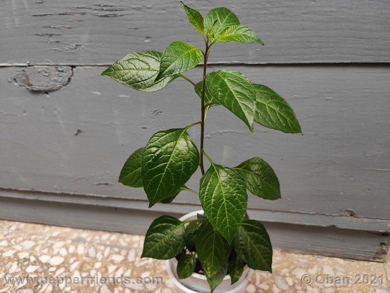 Capsicum-tovarii_003_pianta_03.jpg