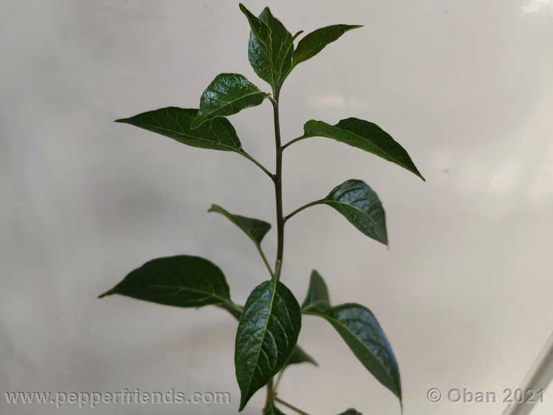 Capsicum-tovarii_003_pianta_04.jpg