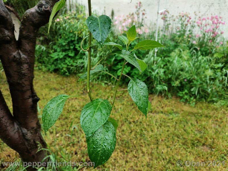 Capsicum-tovarii_003_pianta_05.jpg