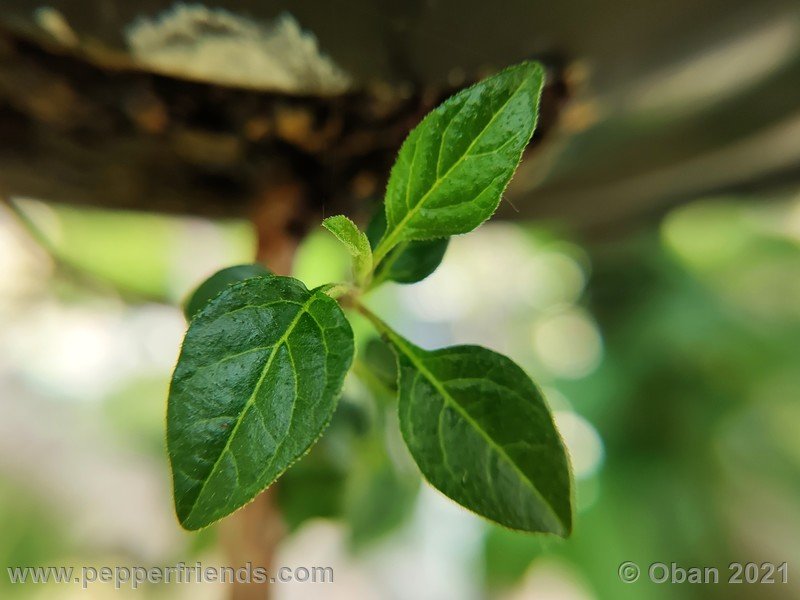 Capsicum-tovarii_003_pianta_06.jpg