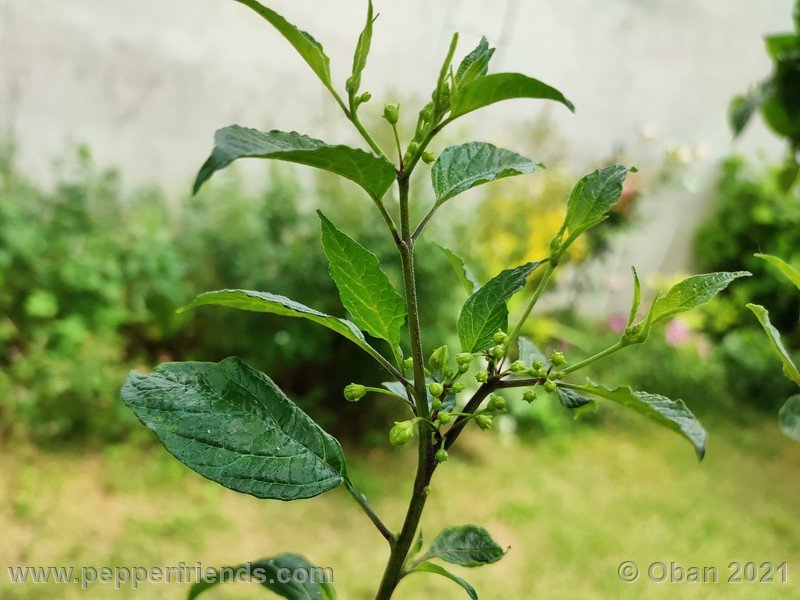 Capsicum-tovarii_003_pianta_07.jpg